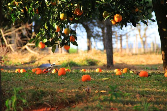 oranges on a tree