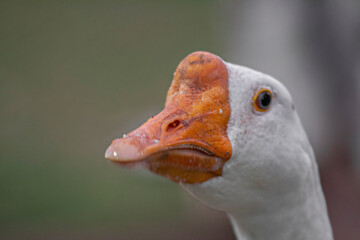 close up of a goose
