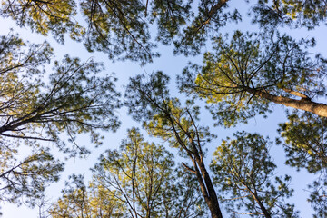 Worm's-eye view on crown shyness of changing color pine trees.