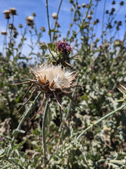 Mediterranean milk thistle plant, Cardus Flower