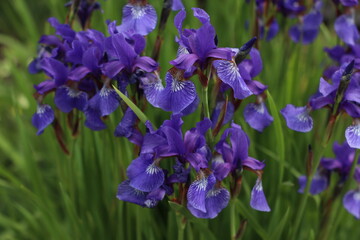 blue iris flowers