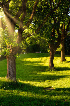 3 trees in a forest - sun shining from the side creating long shadows - mystical feeling in the woods