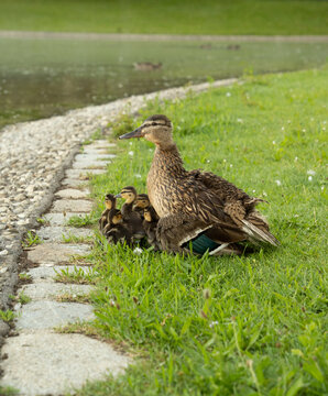 A duck family on a green meadow - mother duck securing her little ducklings
