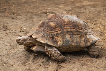 African Spurred Tortoise - Centrochelys sulcata, large tortoise from African bushes, woodlands and...