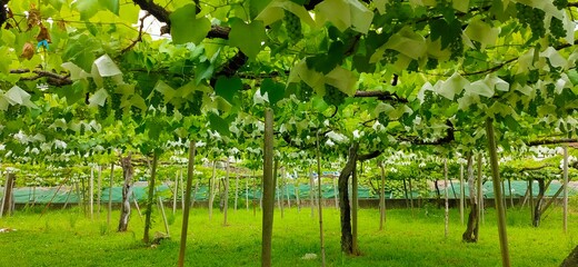 食用ぶどう、デラウェア畑の風景
