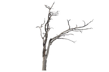Dead tree on the white background