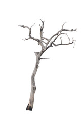 Fototapeta premium Dead tree on the white background