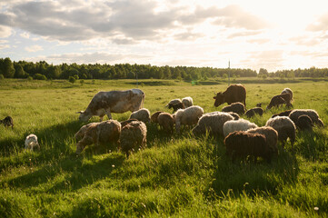 sheep in the field