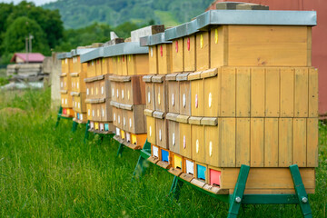 apiary of wood with a bees on a greenfield site for honey production