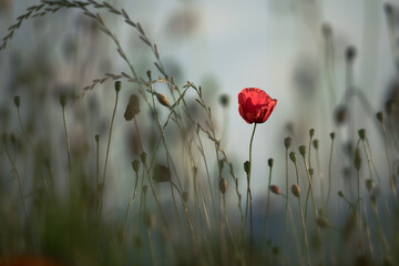 Obraz premium red poppi in the field