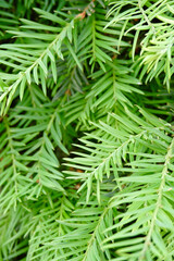 Seasonal christmas vivid green tree background. Larch growing outside in back yard.
