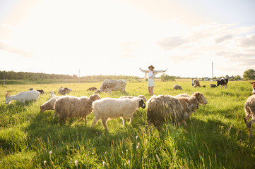 Fototapeta premium sheep on a meadow