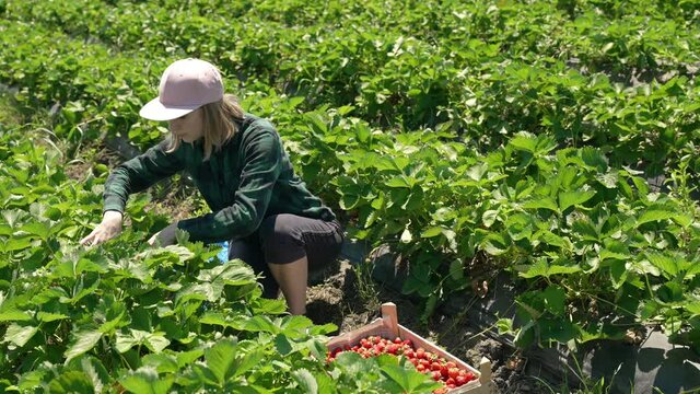 Farmer girl picks a crop of red juicy strawberries. Girl neatly puts ripe berries in boxes on a strawberry field