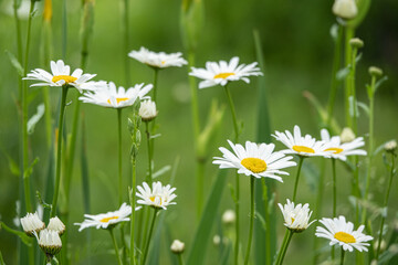 Fototapeta premium Camomile daisy flowers in garden at home
