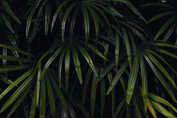 palm leaf in the garden for background	
