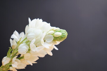 Ornithogalum umbellatum aka garden star of Bethlehem on black background