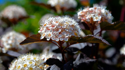 Inflorescences of a decorative variety of shrub plant called Physocarpus opulifolius in Latin. It...