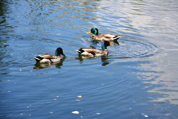 ducks swimming in the blue water of pond