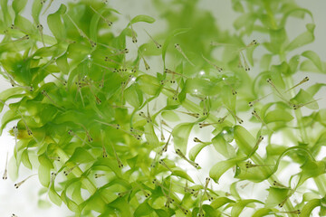 金魚の稚魚（孵化10日目）01