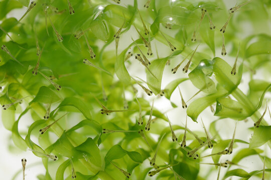 22 Best Egeria Densa Images Stock Photos Vectors Adobe Stock 22 Best Egeria Densa Images Stock Photos Vectors Adobe Stock