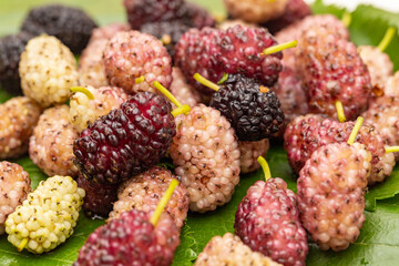 Mulberry in leaf. close up
