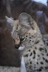 animal