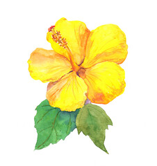 Yellow hibiscus flower. Watercolor hand painted drawing