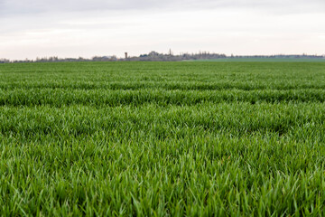 Field of young green wheat seedlings. Sprouts of young barley or wheat that have sprouted in the soil. Close up on sprouting rye on a field. Sprouts of rye. Agriculture, cultivation.