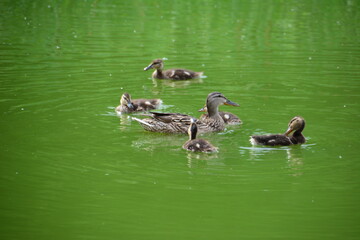 duck with little ducklings swimming in the pond
