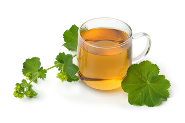 Fresh twig of Lady's mantle and a glass of tea close up isolated on white background
