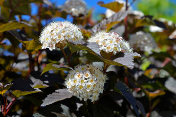 Inflorescences of a decorative variety of shrub plant called Physocarpus opulifolius in Latin. It often grows in the form of hedges in the city of Białystok in Podlasie in Poland.