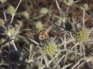 Moth on the meadow plant Eryngium campestre.