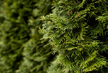 Green hedge of thuja trees. Closeup fresh green branches of thuja trees. Evergreen coniferous Tui tree. Nature, background.