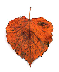 Multicolor falling autumn heart shaped leaf isolated on white background. Isolated leaves.