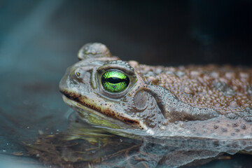 sapo de ojos verdes descansando en el agua