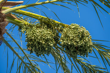 Date palm branch with green unripe dates on blue sky background in Egypt
