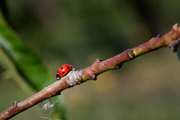 Ladybird (Cocinellidae) on a peach branch. Liguria, Italy