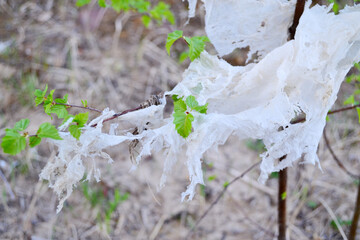Branches of a young tree wrapped in a plastic bag.Concept plant a tree and avoid plastic debris, plant growth in the polluted area.Ecology, waste management and recycling.