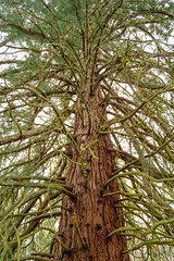 Big sequoia with brown trunk and green branches