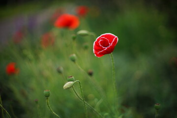 Obraz premium Red white poppy flower grow in green field