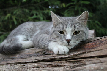 grey purebred British cat on a log in the forest close-up