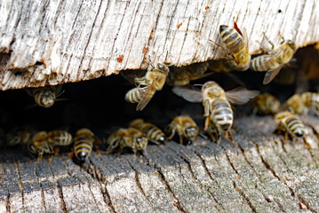 Westliche Honihbiene