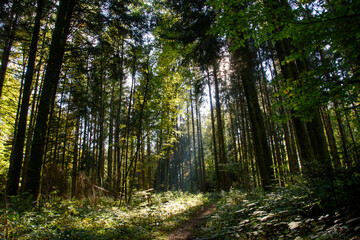 sun rays in forest