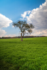Lone tree in field with nice blue cloudy  sky 