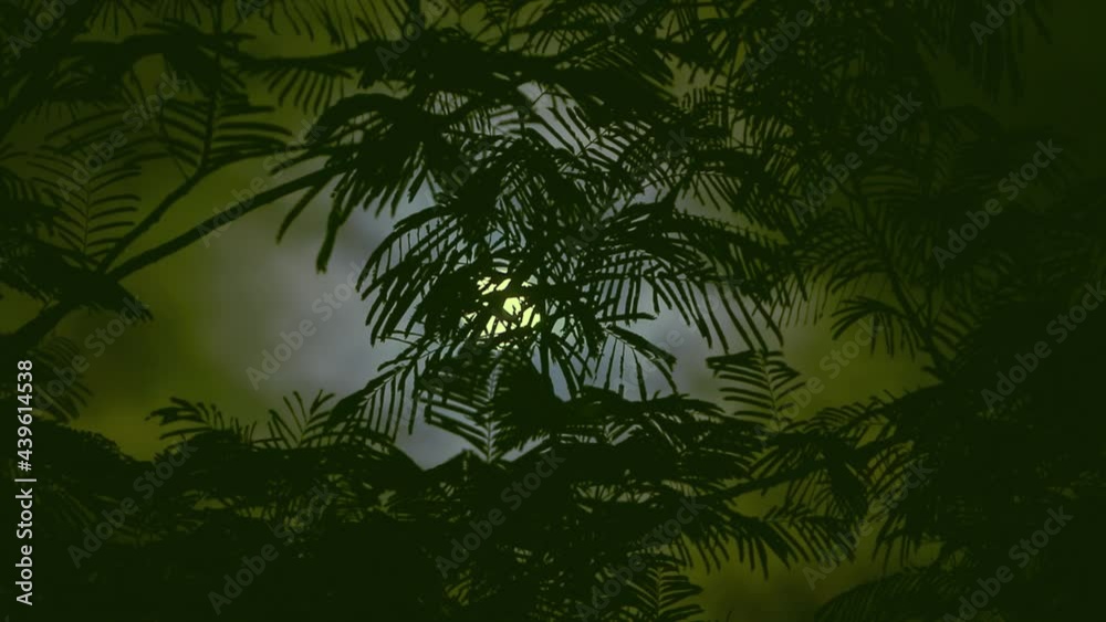 Wall mural the full moon peeps through the branches of palm trees and exotic trees on the seashore. background 