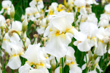 Naklejka na ściany i meble Field of white iris flowers on a sunny day