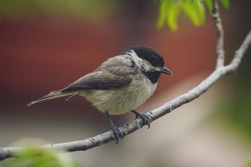 Black Capped Chickadee - Summer backyard birds, selective focus