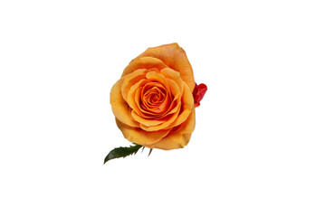 Orange rose isolated on a white background.