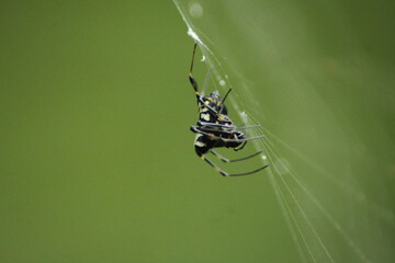 Arachnophobia, Spider getting Ready to hunt