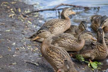 The grown ducklings Anas platyrhynchos beg for food on the shore of the lake.